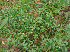 Vaccinium darrowii