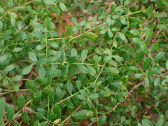 Vaccinium darrowii