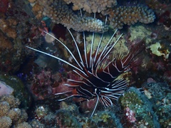 Pterois radiata