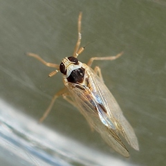 Laodelphax striatella