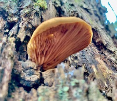 Crepidotus nephrodes