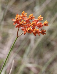 Asclepias lanceolata
