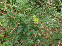 Andricus quercusfoliatus