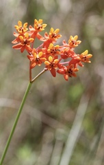Asclepias lanceolata