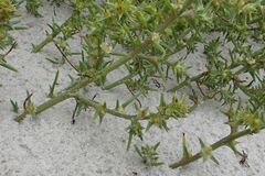 Salsola kali