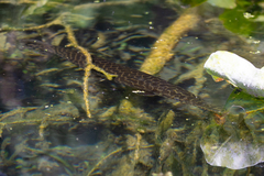 Lepisosteus platyrhincus