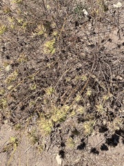 Cordylanthus rigidus