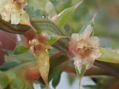 Salsola kali