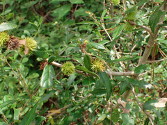 Andricus quercusfoliatus