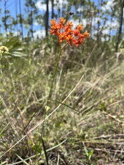 Asclepias lanceolata
