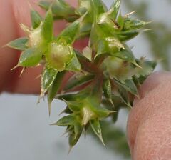 Salsola kali
