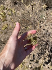 Cordylanthus rigidus