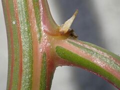 Salsola kali