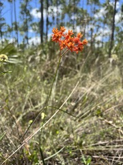 Asclepias lanceolata