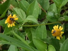 Dioprosopa clavata