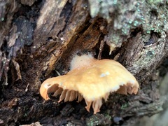 Crepidotus nephrodes