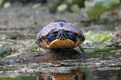 Pseudemys