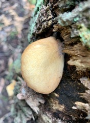 Crepidotus nephrodes