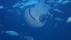 Rhizostoma pulmo