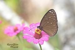 Euploea leucostictos leucostictos