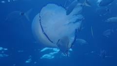 Rhizostoma pulmo