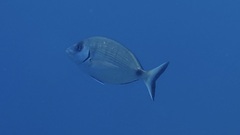 Diplodus sargus