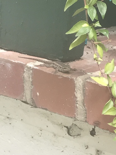 iNaturalist observation photo of Western Fence Lizard