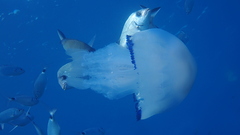 Rhizostoma pulmo