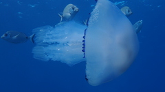 Rhizostoma pulmo