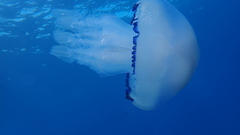 Rhizostoma pulmo