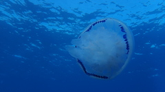 Rhizostoma pulmo