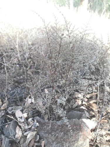iNaturalist observation photo of bird's foot cliffbrake
