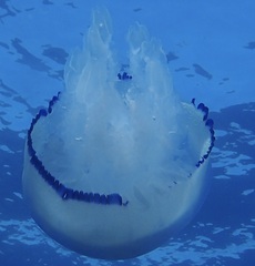 Rhizostoma pulmo