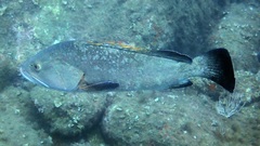 Epinephelus marginatus