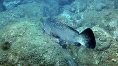 Epinephelus marginatus