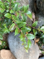 Vaccinium ovatum