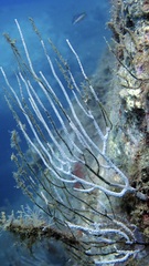 Eunicella singularis