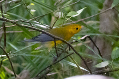 Protonotaria citrea