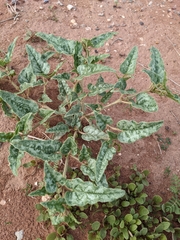 Nyctaginia capitata