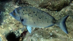 Diplodus puntazzo