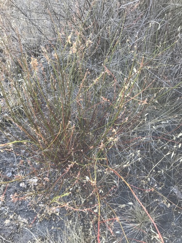 iNaturalist observation photo of deerweed