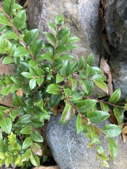 Vaccinium ovatum
