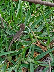 Sceloporus aeneus