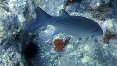 Mugilidae