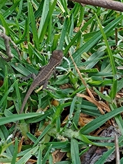 Sceloporus aeneus