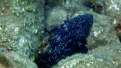 Epinephelus marginatus