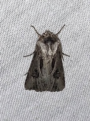 Agrotis venerabilis
