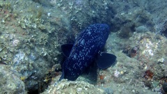 Epinephelus marginatus
