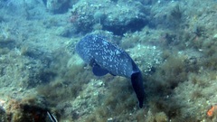 Epinephelus marginatus
