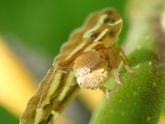 Epiricania hagoromo
